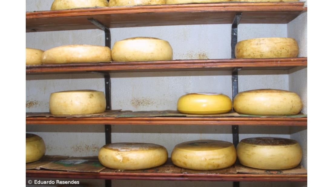 Região marca presença na Ovibeja 2011