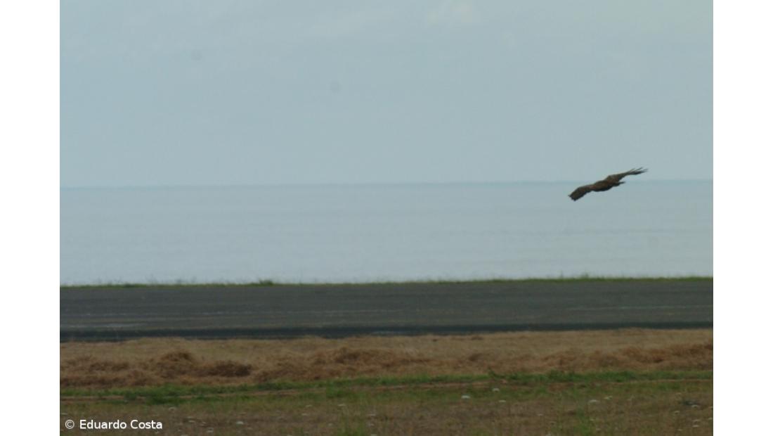  Workshop para observação de aves