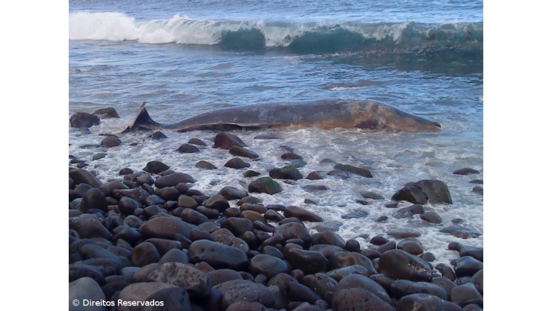 Cachalote deu à costa morto junto à Fajã do Araújo no Nordeste