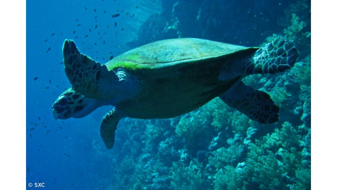 Tartarugas gigantes das Galápagos preferem comer plantas invasoras