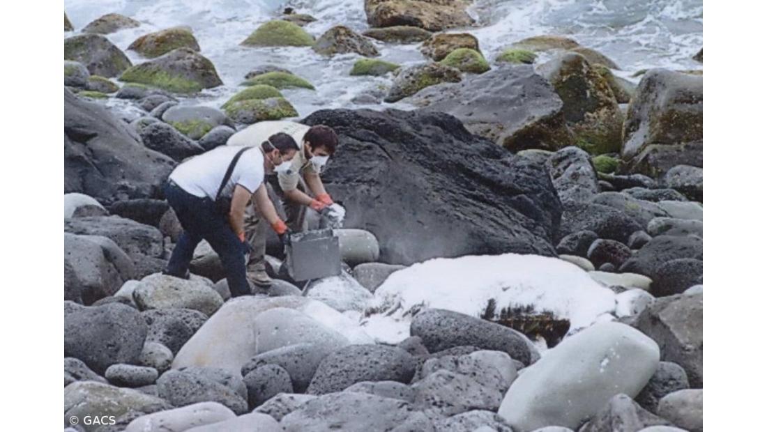Tartaruga gigante aparece morta na costa das Feteiras