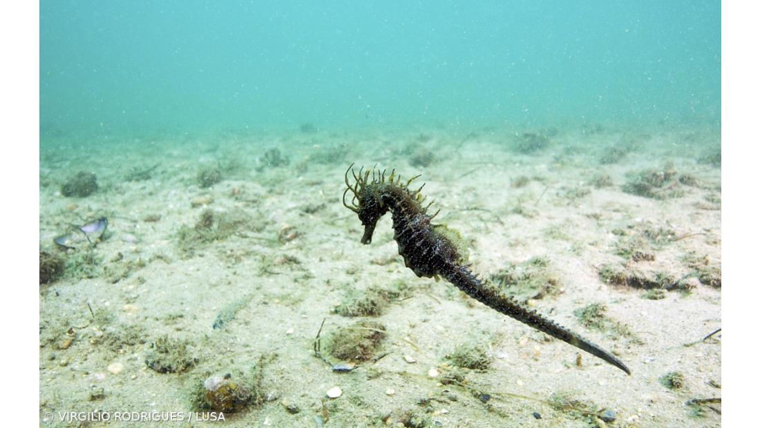 Zonas húmidas podem ajudar a reduzir antibióticos presentes nas águas