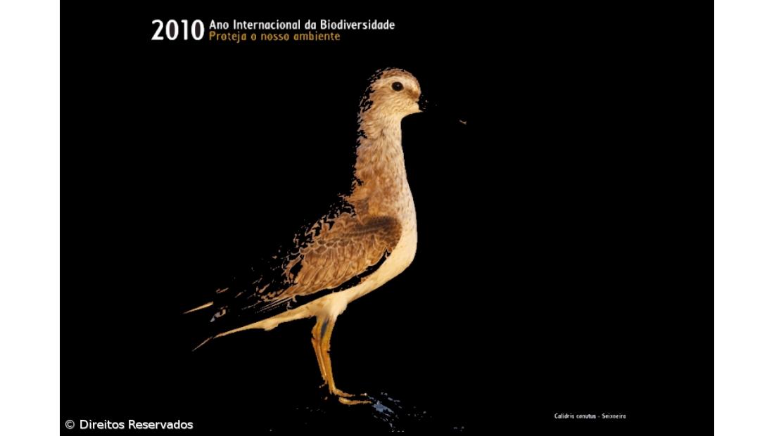 Exposição "Aves nos Açores" no Hotel Marina Atlântico