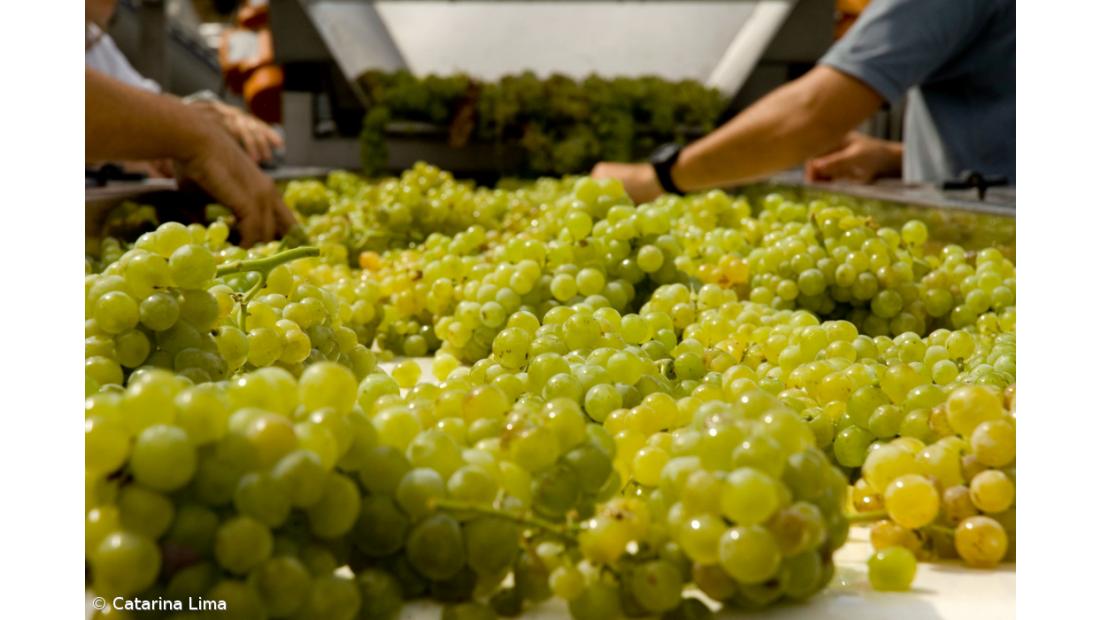 Concluída grande rota pedestre que liga o Douro Internacional ao Douro Vinhateiro 