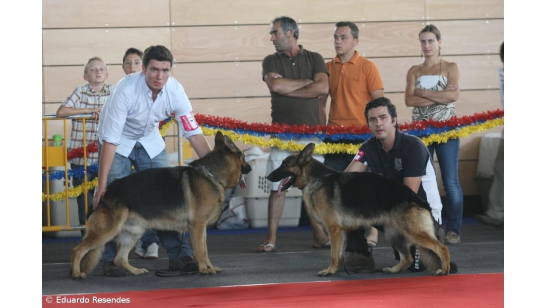 Perdigueiro foi o melhor exemplar da 19º Exposição Canina de Vila Franca