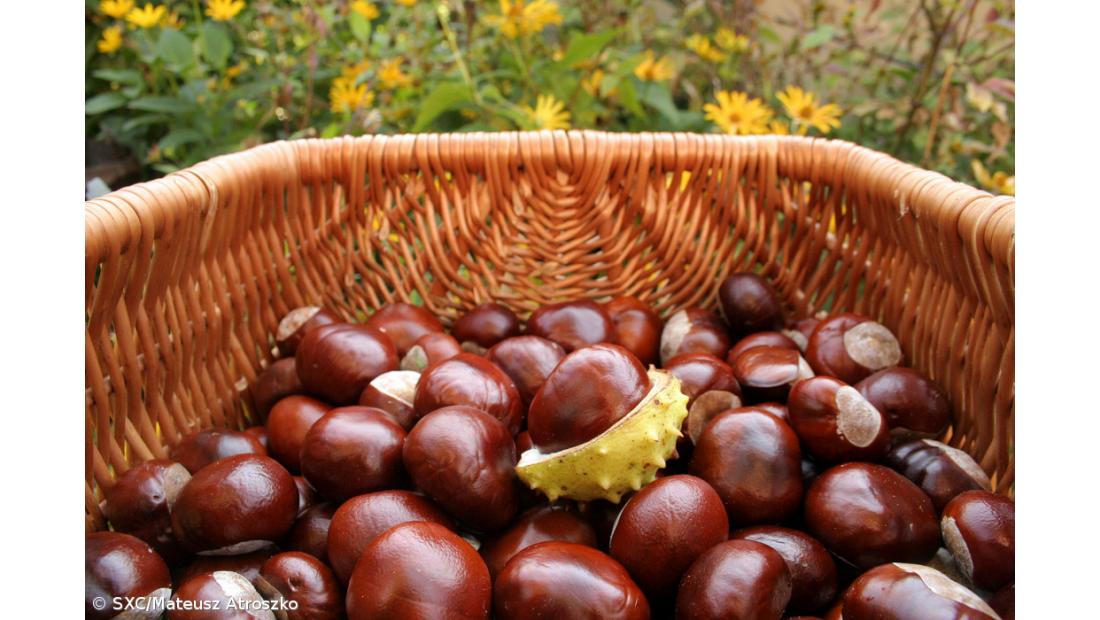  Feira tradicional e gastronómica de São Martinho em 8 e 9 de novembro na Lagoa