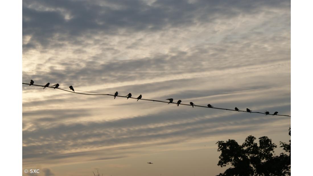 Aves migradoras podem não conseguir ajudar as plantas a fugir das alterações climáticas