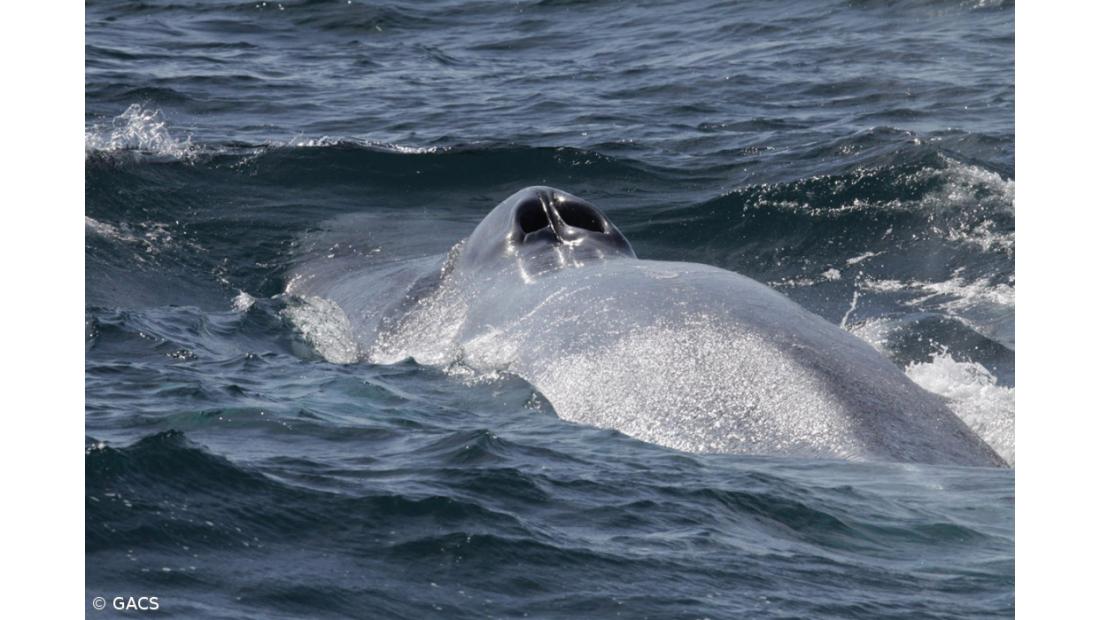Berta Cabral valoriza observação de baleias como componente da oferta dos Açores