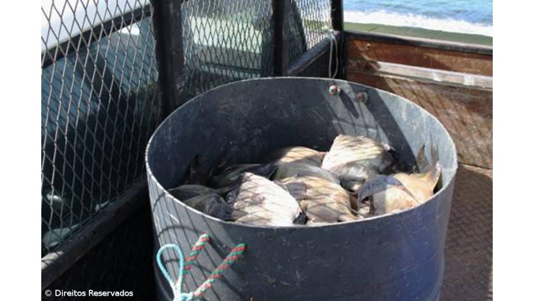 Apreendida embarcação de pesca lúdica na Ribeira Quente