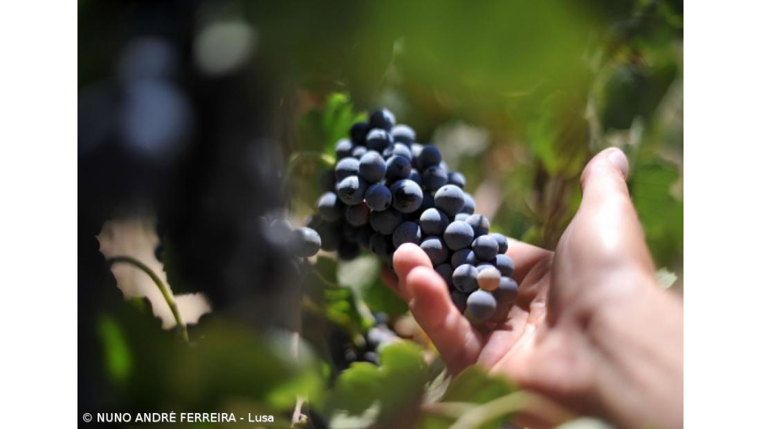 Comissão Vitivinícola Regional dos Açores com novo presidente
