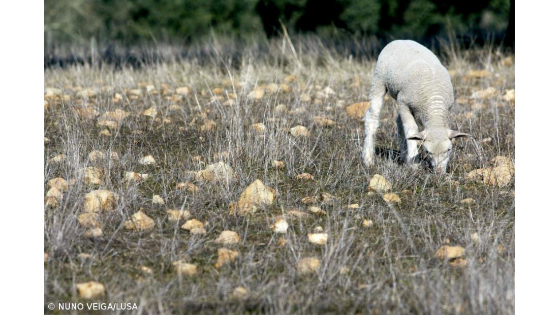 Agricultores fazem “contas à vida” com culturas a "morrer" devido à seca