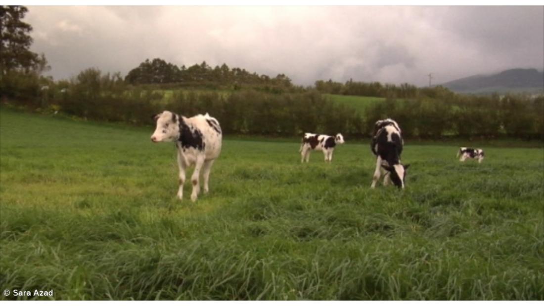 PS lamenta silêncio de secretário da Agricultura dos Açores face à crise do setor