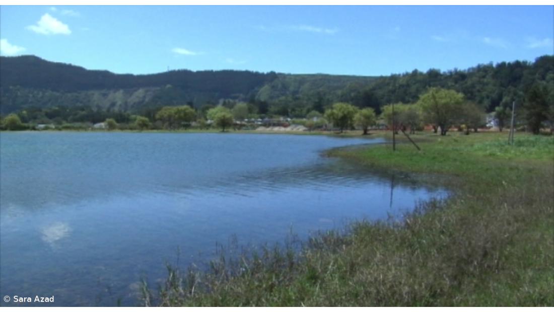 SPEA realiza observação de aves na Lagoa das Sete Cidades