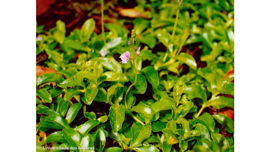 Parque Natural das Flores tem uma das plantas mais raras do mundo