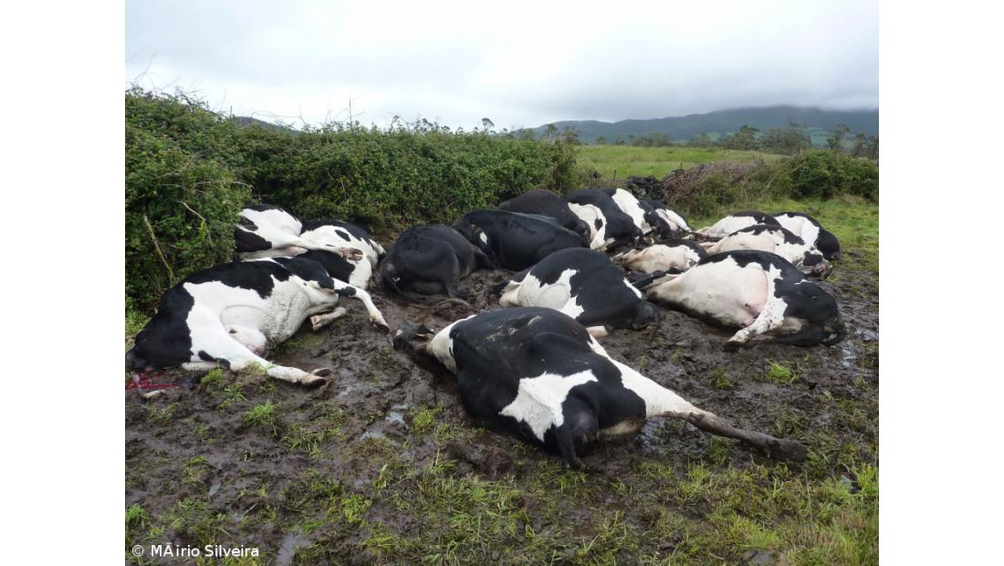 Raio causa morte a 19 vacas em pasto nos Biscoitos