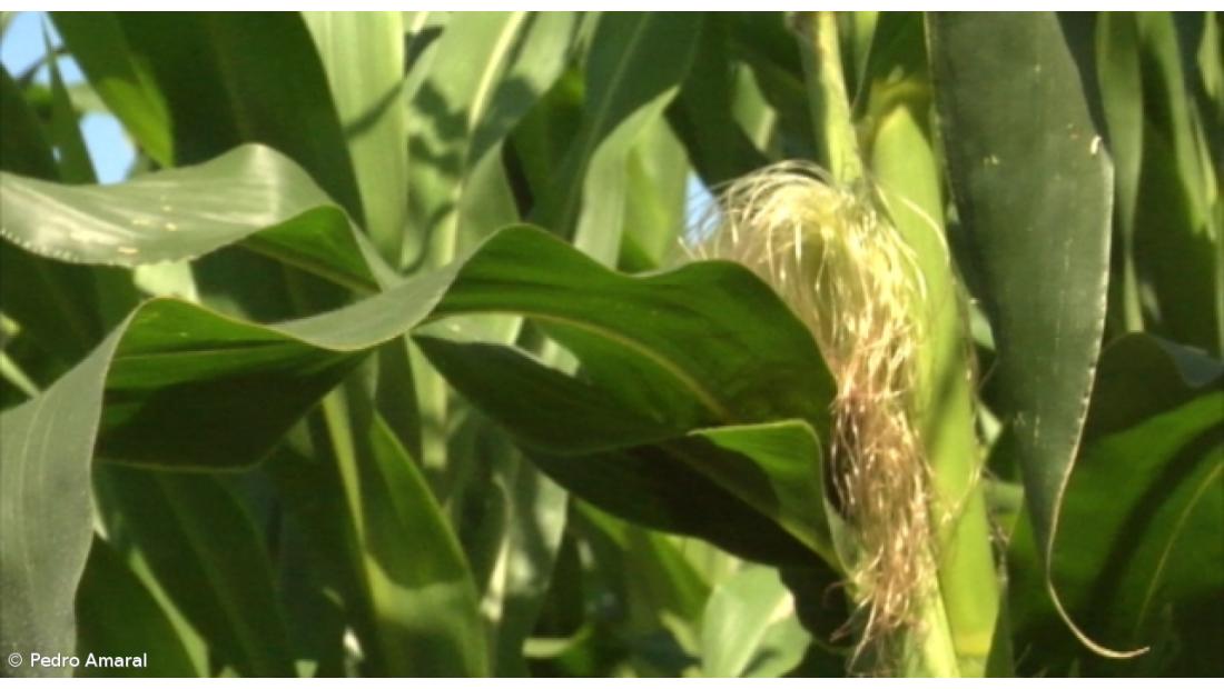 Bruxelas apresenta pedido de cultivo de milho geneticamente modificado