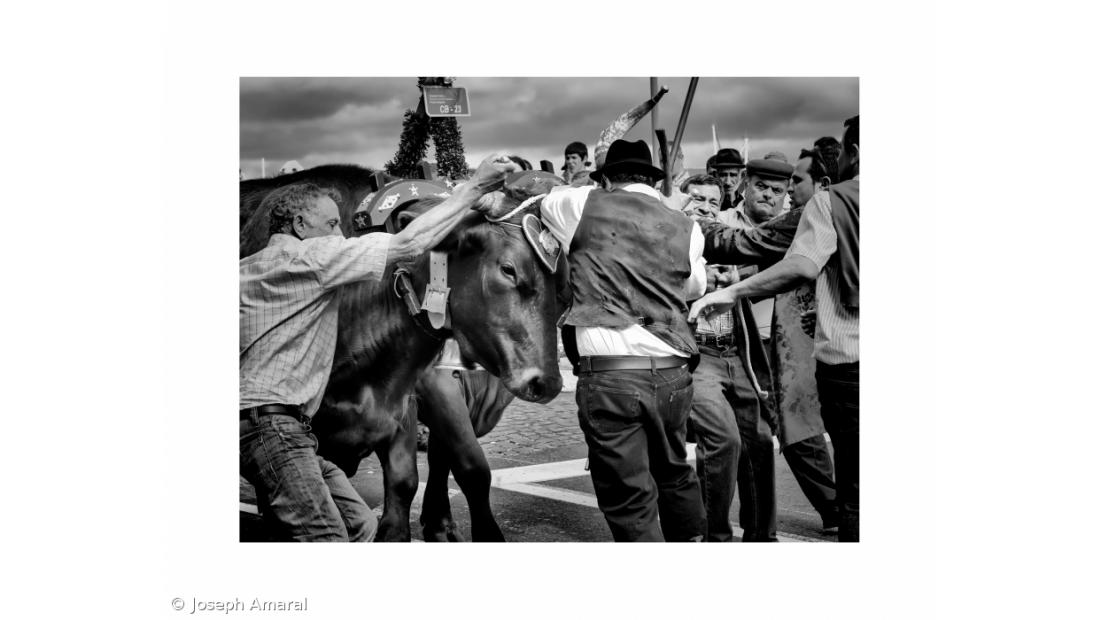 Joseph Amaral expõe na Academia das Artes