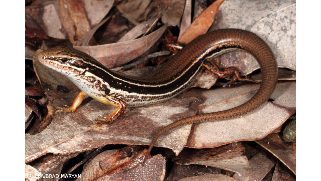 Descoberta uma nova espécie de lagartixa na Austrália Ocidental