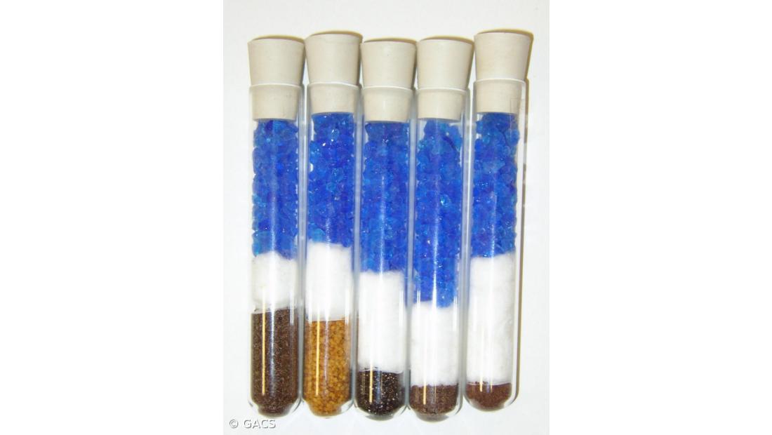 41 espécies endémicas conservadas no Banco de Sementes dos Açores