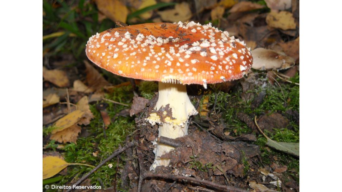 Investigação tenta diminuir efeitos de intoxicações provocadas por cogumelos