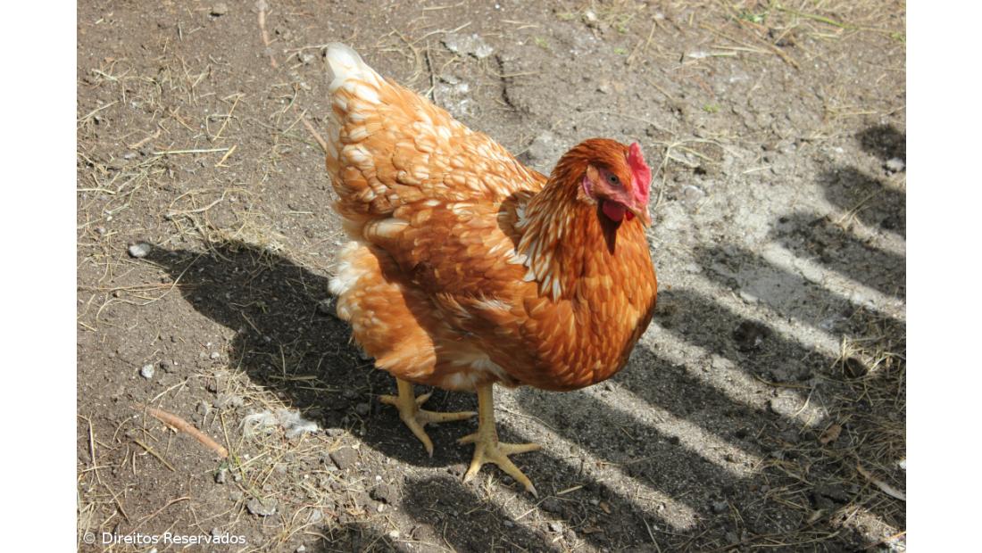 Consumo de carne de vaca e porco tem diminuído em Portugal, aumenta o de aves