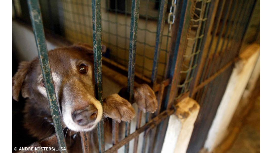 Governo diz não ser possível proibir de imediato abate de animais errantes