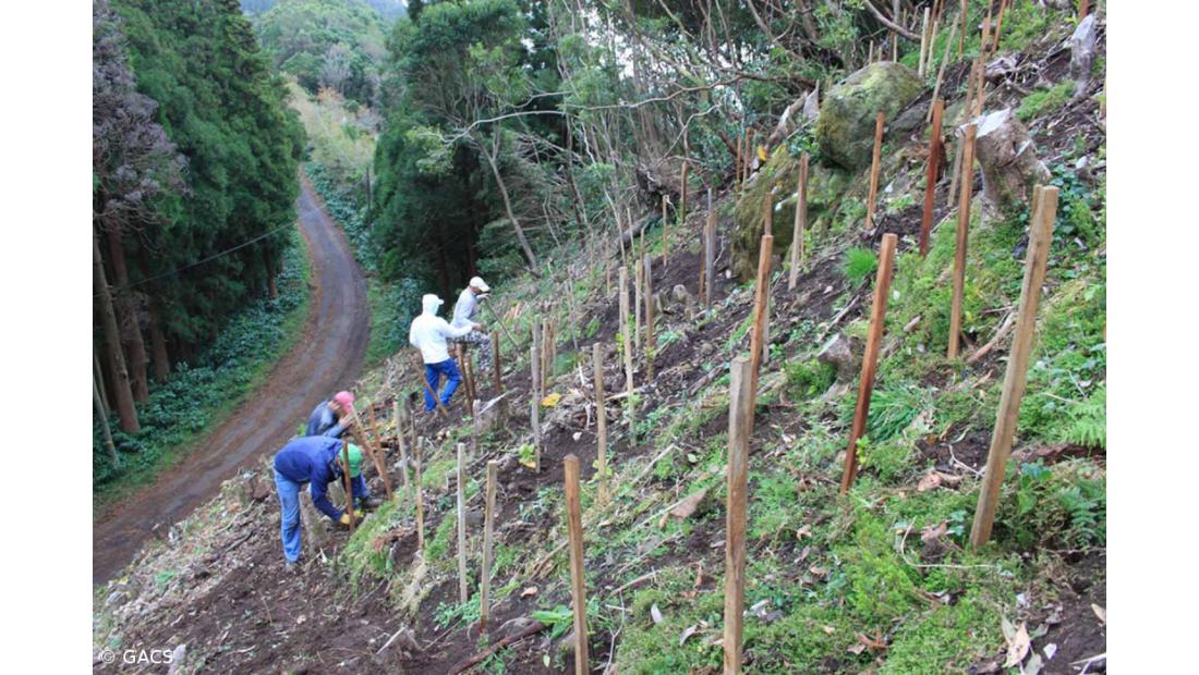 Projeto de recuperação da vinha em Santa Maria garante qualidade para comercialização