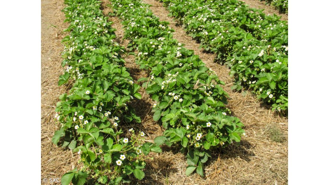 Produção em modo biológico cresceu mais de 600% entre 2019 e 2022 