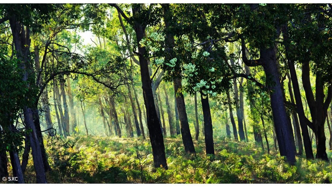Lei do Clima, solo e floresta são desafios ambientais para 2019