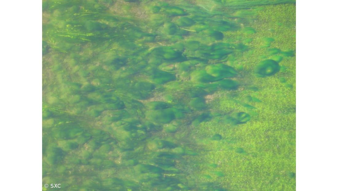 Investimento de 4,2 milhões de euros para produção de microalgas