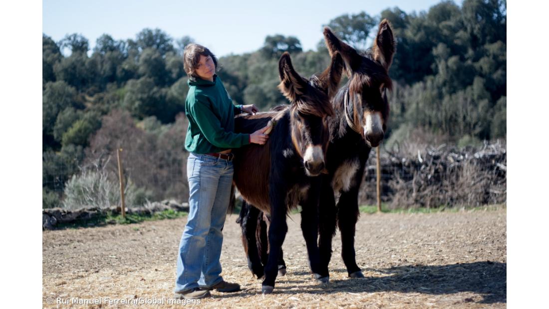 Burros de raça mirandesa já foram apadrinhados por mais de 900 pessoas