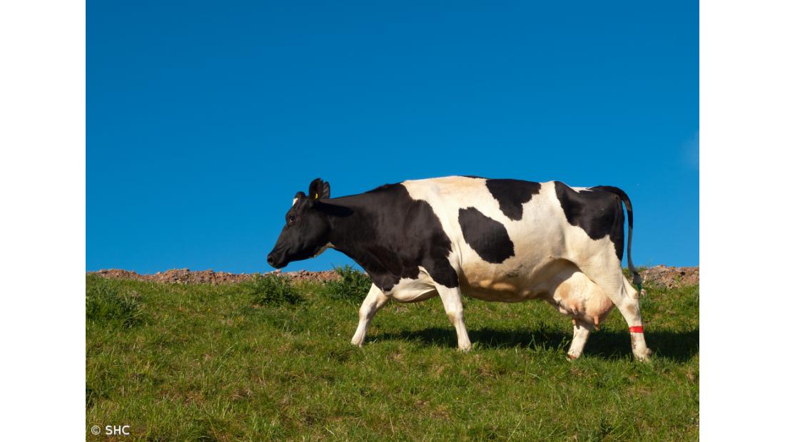 Governo açoriano quer aumentar produção de leite para salvar cooperativa nas Flores