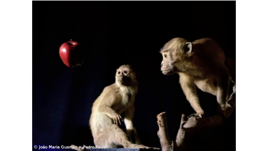 "Maçã de Darwin, Macaco de Newton" em exposição