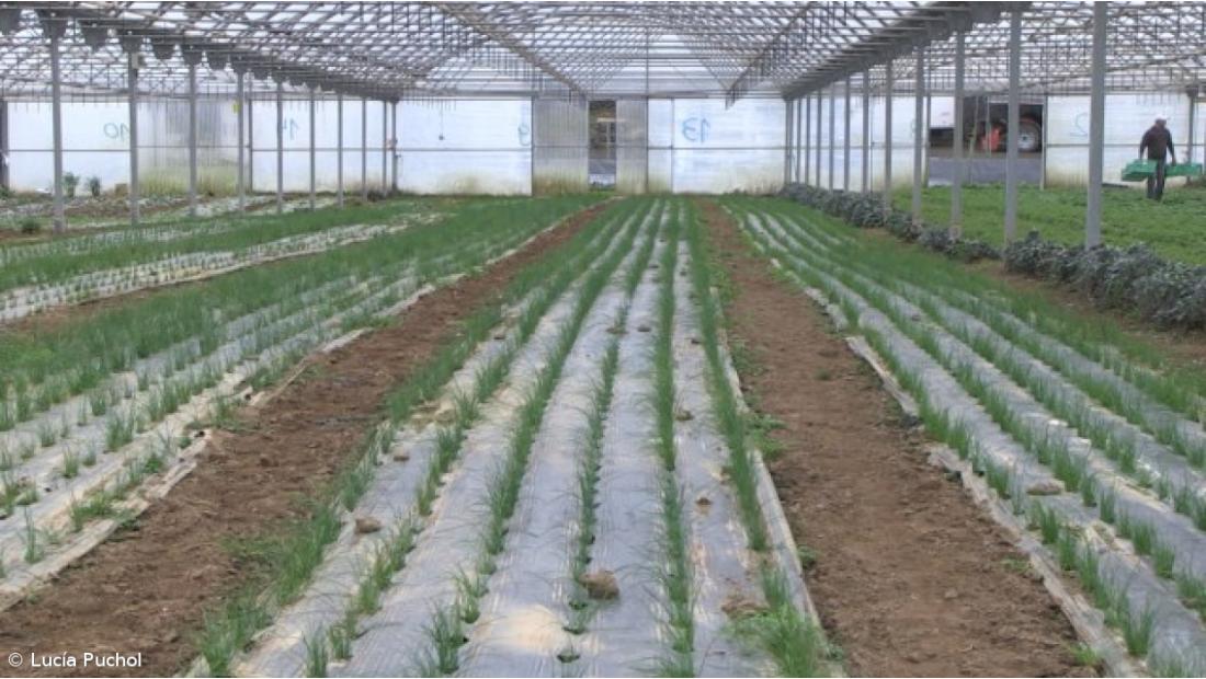 Presidente da República incentiva regresso à agricultura