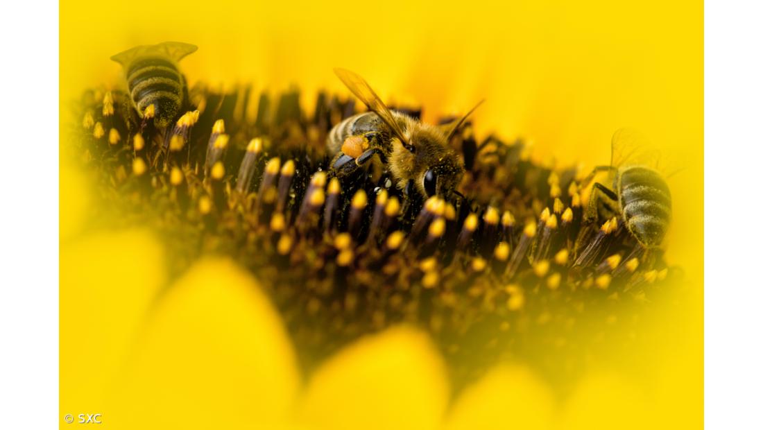 Fim dos insetos polinizadores acabaria com maior parte dos alimentos