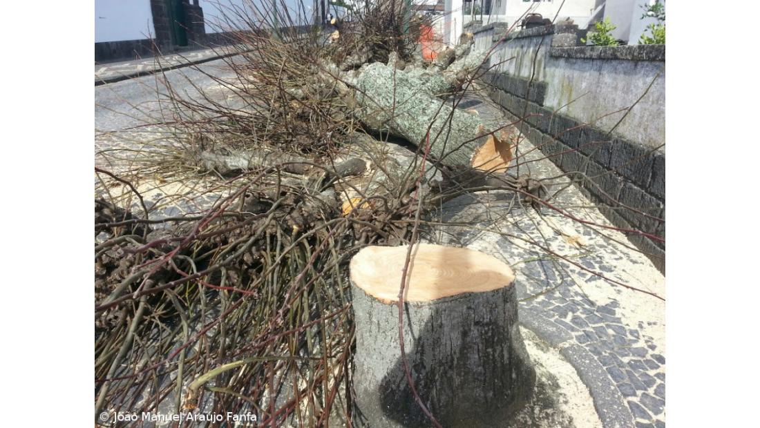 Corte de árvores resultou de "precipitação do empreiteiro"