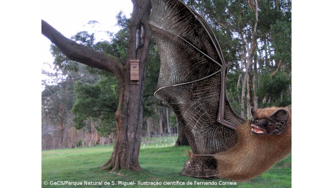 Parque Natural de S. Miguel cria abrigos para morcego dos Açores