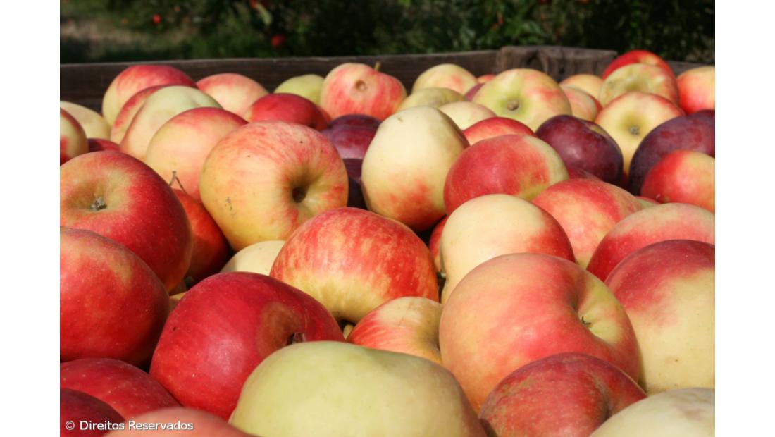 Fruta nas refeições escolares vai ser de época e das diversas regiões do país
