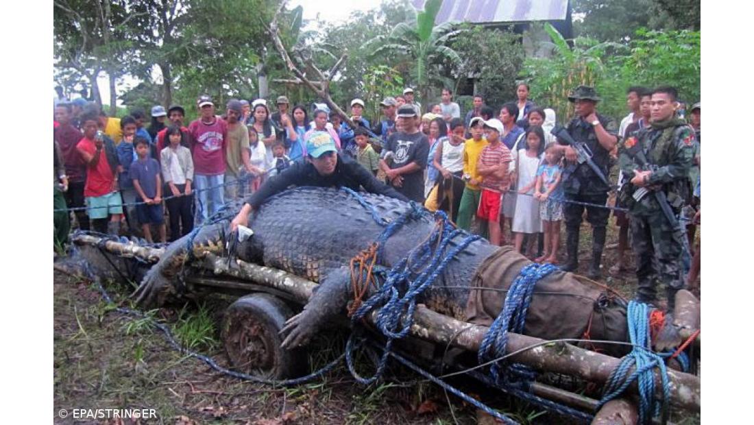 Morreu maior crocodilo do mundo em cativeiro nas Filipinas