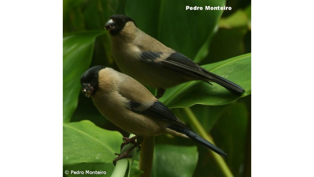 Documentário "Atlas do Priolo 2012" apresentado em Lisboa