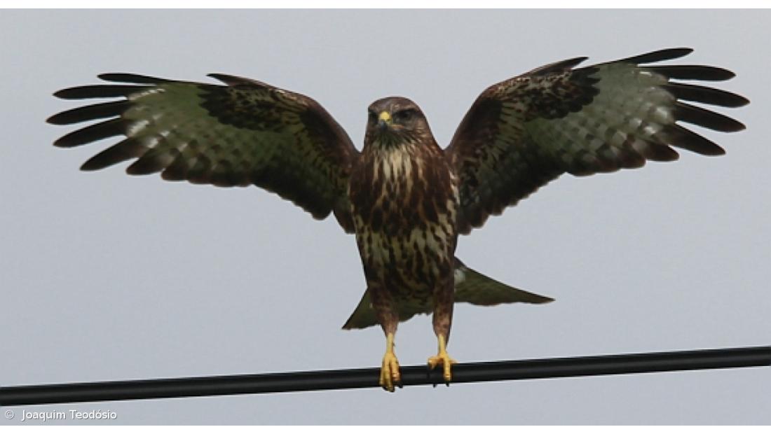 Censo de Milhafres nos Açores permitiu avistar perto de 5.000 aves em 10 anos 