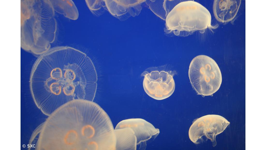 Alforrecas propagam-se devido a pesca excessiva de pequenas espécies de peixe