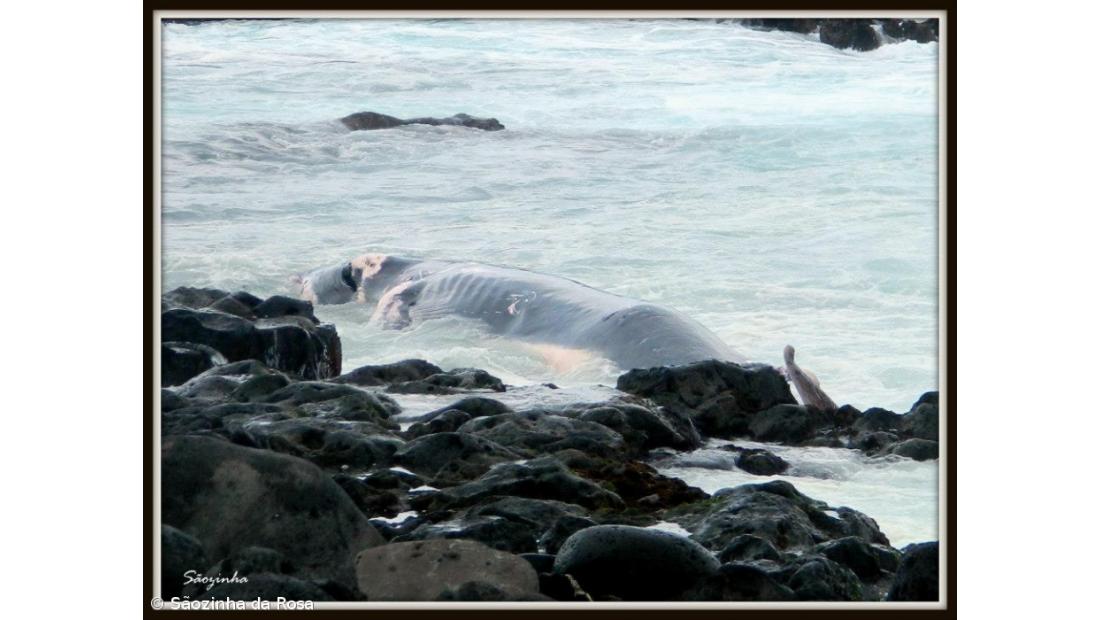 Baleia de 12 metros deu à costa na ilha do Pico (vídeo)
