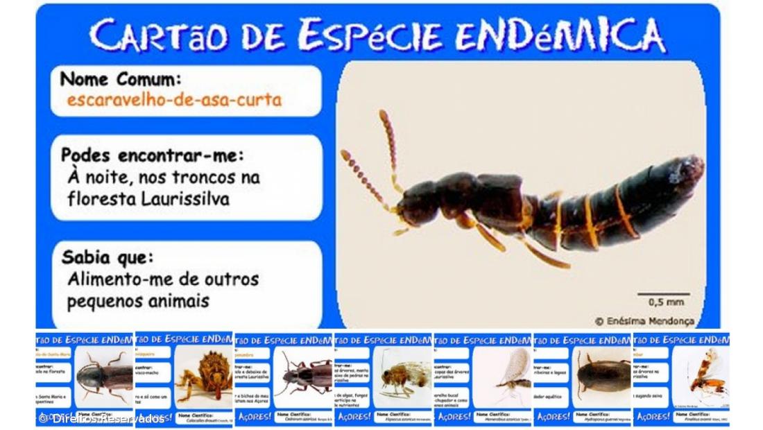 Mais de cem pessoas sugeriram nomes para batizar espécies endémicas