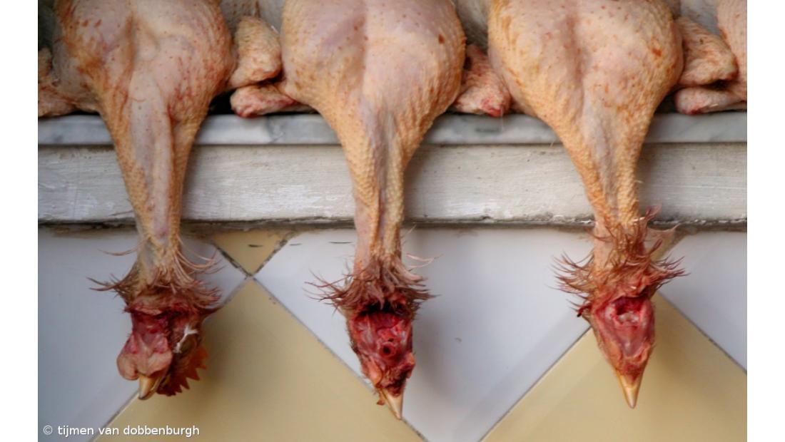 Estudo aponta carne de laboratório ou insetos como alternativas à proteína anima