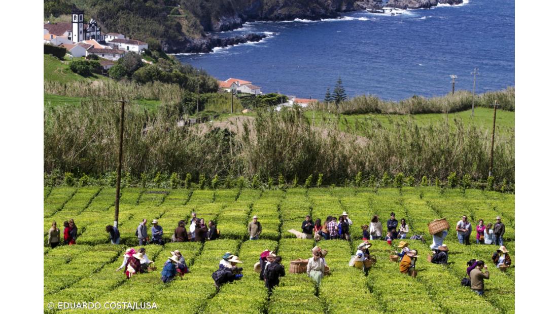 Plantações de chá dos Açores produzem 50 toneladas anuais 