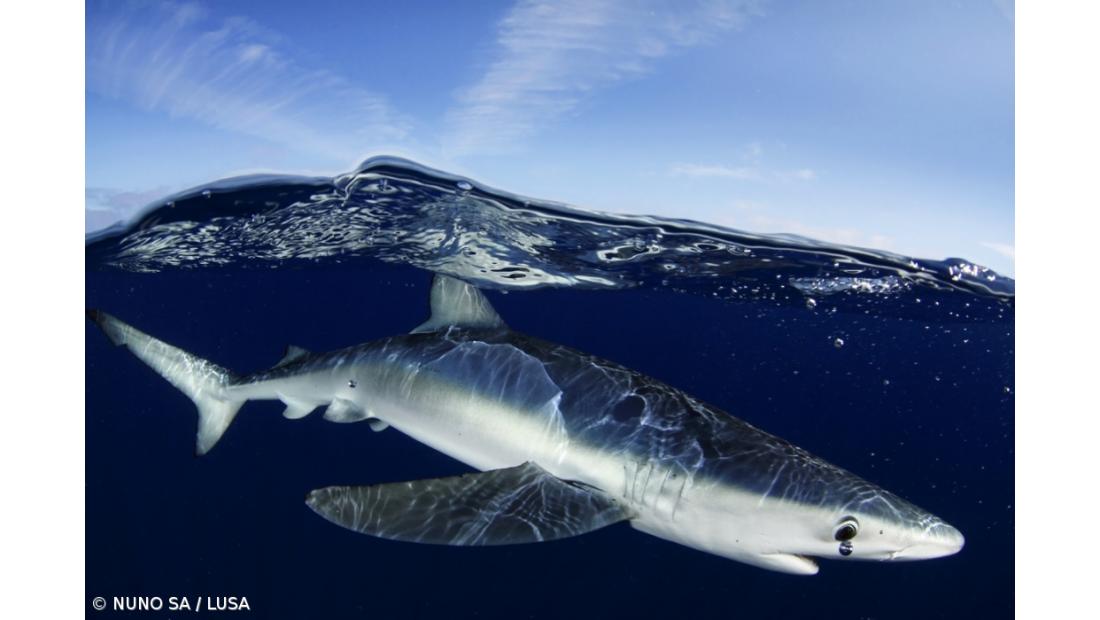 Shark Project e operadores de mergulho dos Açores querem 200 milhas da ZEE de volta