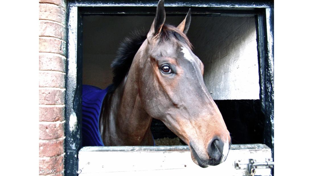 Maior fábrica de clones no mundo na China vai produzir cavalos