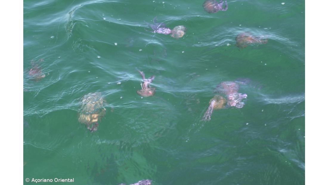 Direção dos Assuntos do Mar dos Açores alerta para concentração de águas-vivas em São Miguel