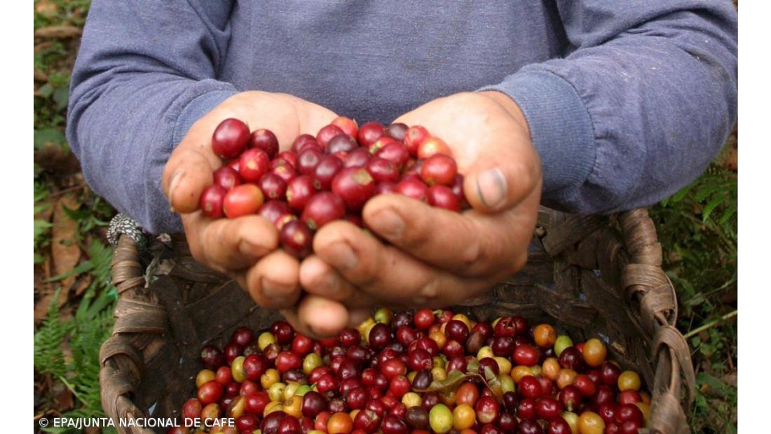 Açores com associação para promover produção de café